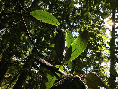 Viburnum rhytidophyllum, photographed by Harrison J Elkins
