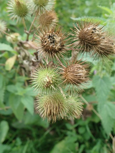 Arctium nemorosum, photographed by Matteo Marcandella