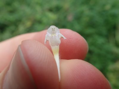 Galeopsis tetrahit, photographed by Matteo Marcandella