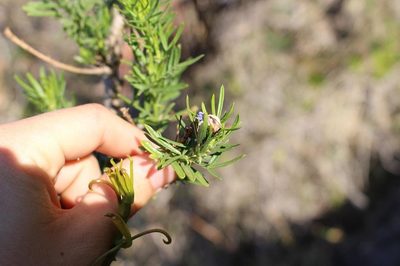 Psoralea platyphylla, photographed by Brian du Preez