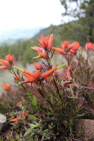 Castilleja pectinata, photographed by Bernabe Colohua