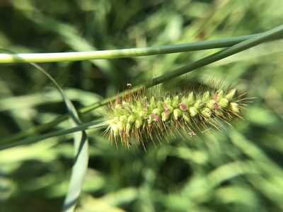 Setaria pumila, photographed by Michael Pirrello