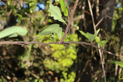 Putterlickia retrospinosa, photographed by Brian du Preez