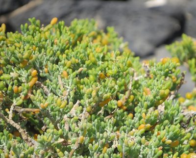 Zygophyllum fontanesii, photographed by Micha Baum