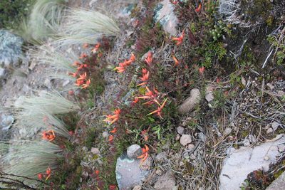 Castilleja pectinata, photographed by Bernabe Colohua
