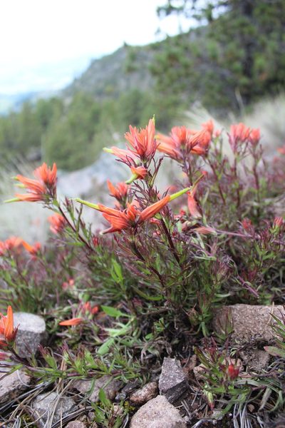 Castilleja pectinata, photographed by Bernabe Colohua
