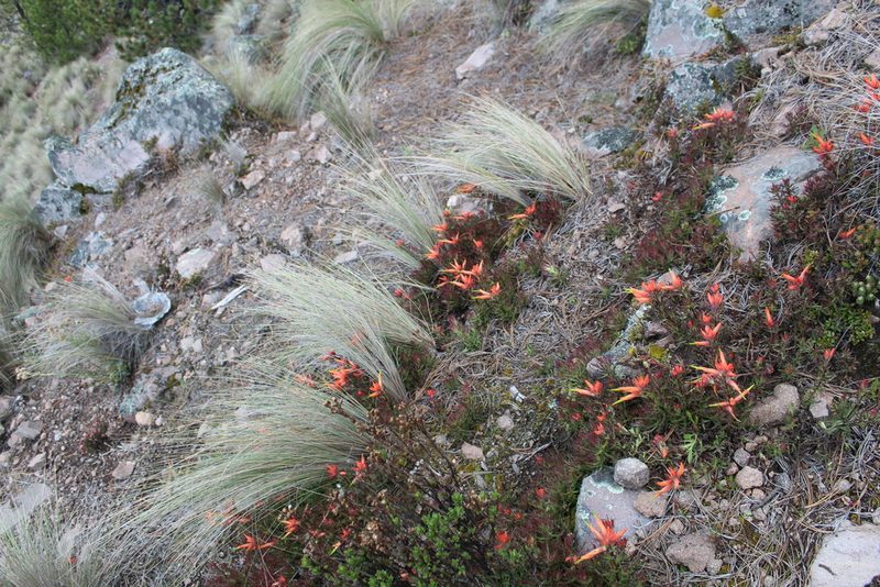 Castilleja pectinata, photographed by Bernabe Colohua