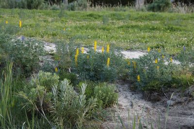 Lupinus luteus, photographed by Tony Rebelo
