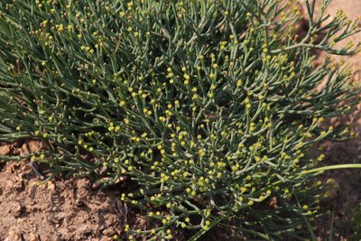Euphorbia tenax, photographed by Tony Rebelo