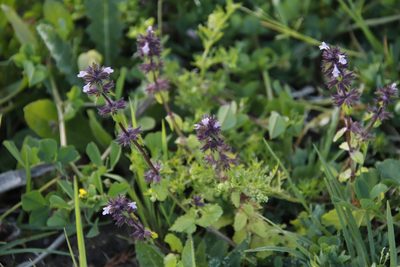 Stachys arvensis, photographed by Tony Rebelo