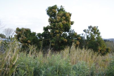 Nuxia floribunda, photographed by Tony Rebelo