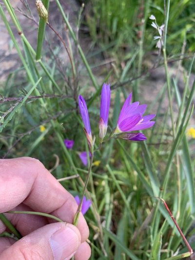 Geissorhiza inaequalis, photographed by Dave Richardson