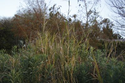 Echinochloa pyramidalis, photographed by Tony Rebelo