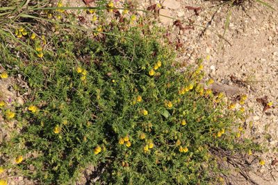 Hermannia pinnata, photographed by Tony Rebelo