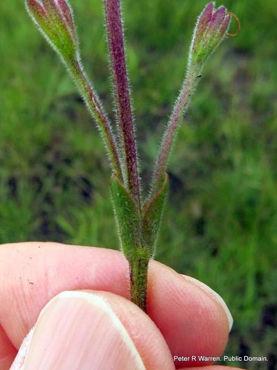 Craterostigma wilmsii, photographed by Peter Warren