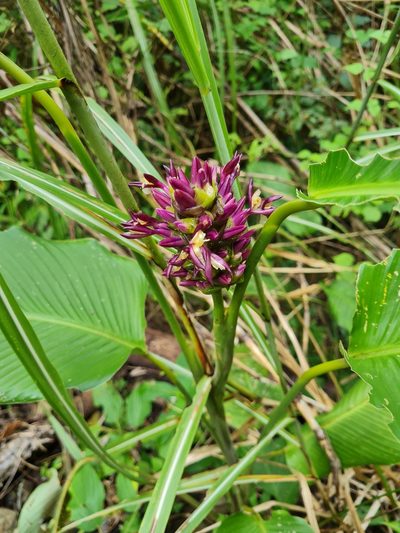 Goeppertia latifolia, photographed by Anthony Batista