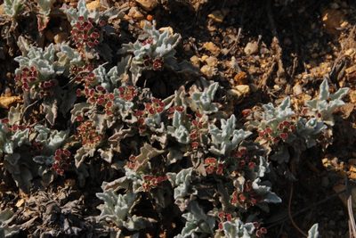 Centella capensis, photographed by Tony Rebelo