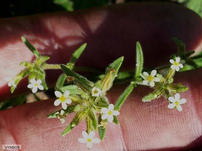 Polycarena silenoides, photographed by Chris Vynbos