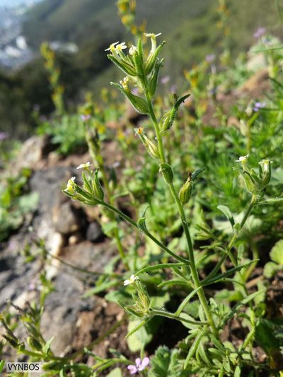 Polycarena silenoides, photographed by Chris Vynbos