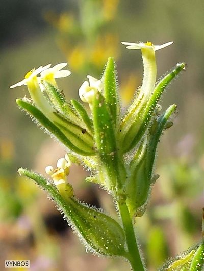 Polycarena silenoides, photographed by Chris Vynbos
