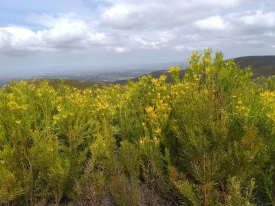Leucadendron eucalyptifolium, photographed by kevin koen