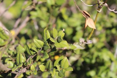 Cryptocarya wyliei, photographed by Brian du Preez