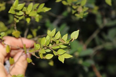Cryptocarya wyliei, photographed by Brian du Preez
