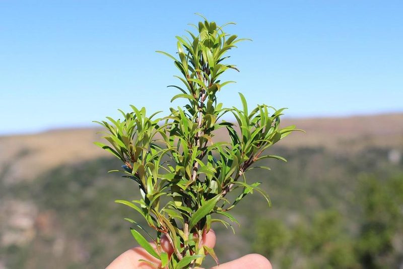 Eugenia verdoorniae, photographed by Brian du Preez