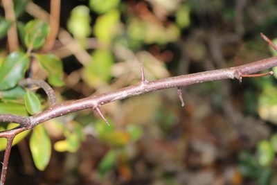 Searsia acocksii, photographed by Brian du Preez