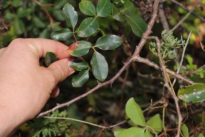 Searsia acocksii, photographed by Brian du Preez