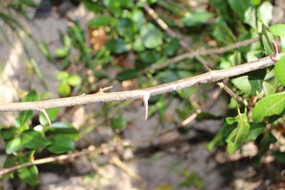 Searsia acocksii, photographed by Brian du Preez
