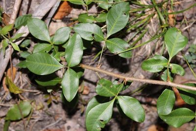 Searsia acocksii, photographed by Brian du Preez