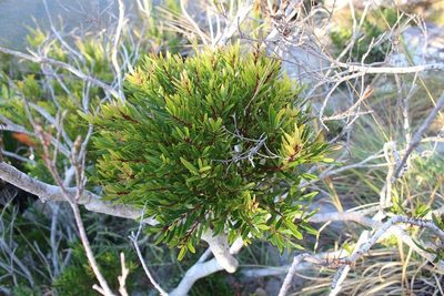 Syzygium pondoense, photographed by Brian du Preez