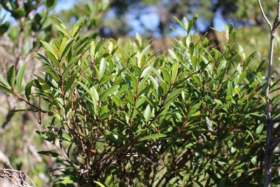 Syzygium pondoense, photographed by Brian du Preez