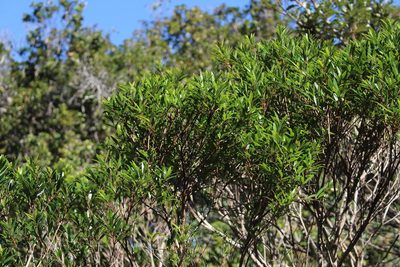 Syzygium pondoense, photographed by Brian du Preez