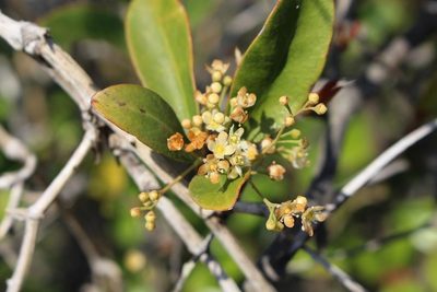 Putterlickia retrospinosa, photographed by Brian du Preez