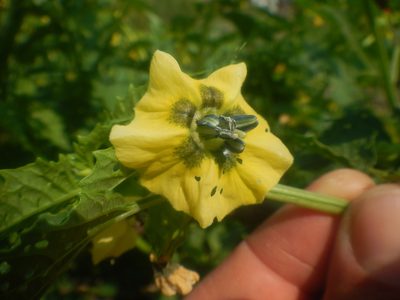 Physalis philadelphica, photographed by Peter Nathaniel Boyer