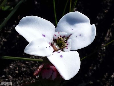 Disa fasciata, photographed by Chris Vynbos