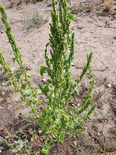Oxybasis urbica, photographed by Анна Митрошенкова