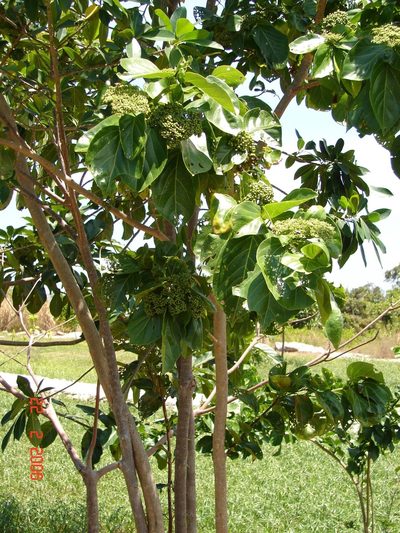 Premna serratifolia, photographed by James Hardcastle