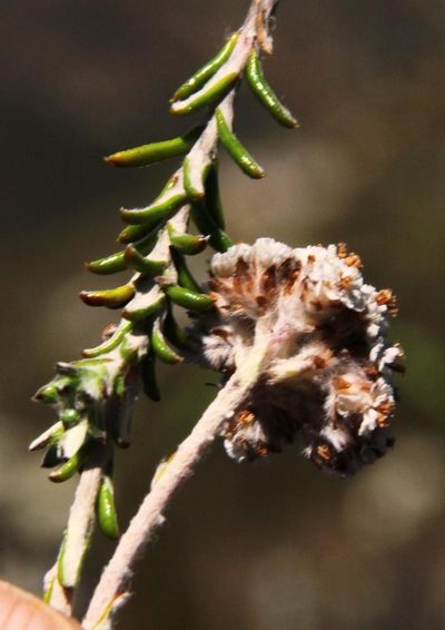 Anaxeton brevipes, photographed by Tony Rebelo