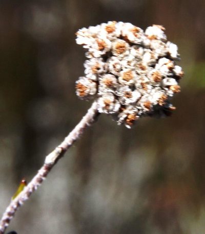 Anaxeton brevipes, photographed by Tony Rebelo