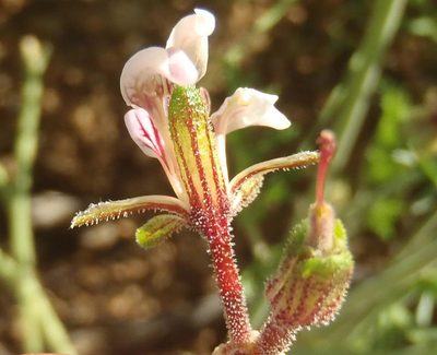 Pelargonium dolomiticum, photographed by Nicola van Berkel