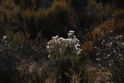 Phylica barbata, photographed by Tony Rebelo