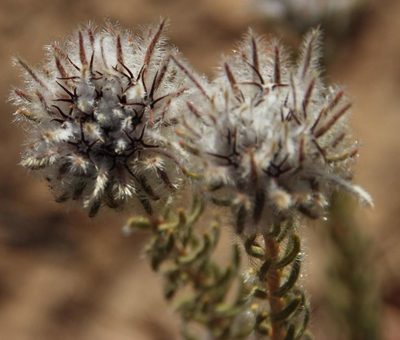 Phylica barbata, photographed by Tony Rebelo