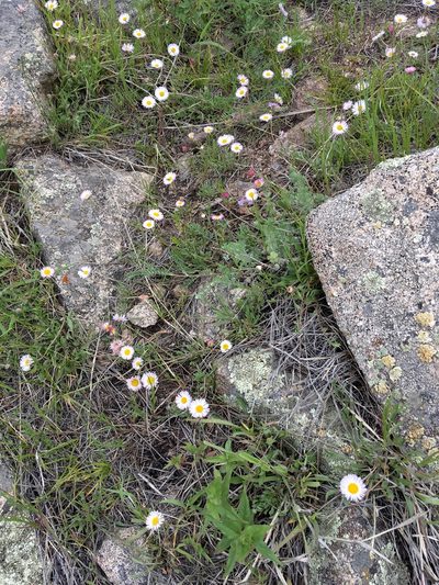 Erigeron flagellaris, photographed by Yj