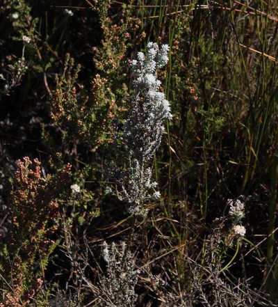 Anaxeton brevipes, photographed by Tony Rebelo