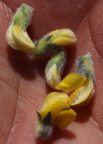 Aspalathus ramulosa, photographed by Tony Rebelo