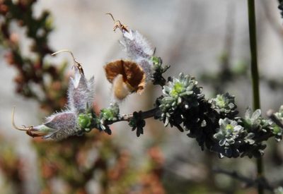 Aspalathus ramulosa, photographed by Tony Rebelo