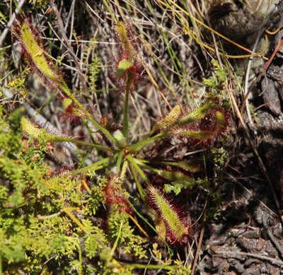 Drosera ramentacea, photographed by Tony Rebelo